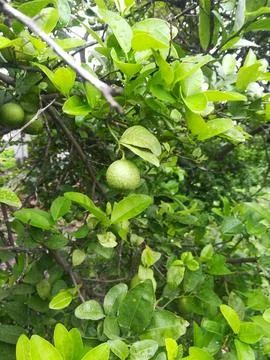 The lemon plant view Stock Photos