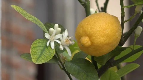 Lemon with pretty flower on tree Stock Footage 90308943