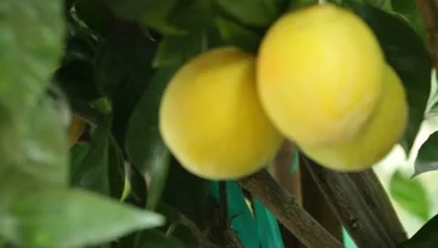 Lemon ripening on a tree 스톡 동영상 8969511