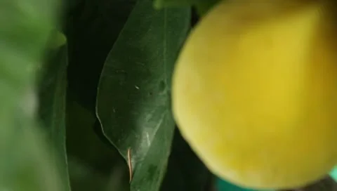 Lemon ripening on a tree on a warm summer afternoon in wine country 스톡 동영상 8969506