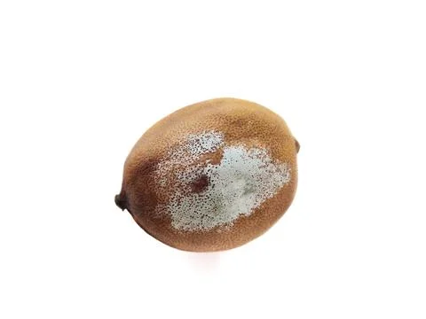 Lemon. Rotten lemon. Stock Photos