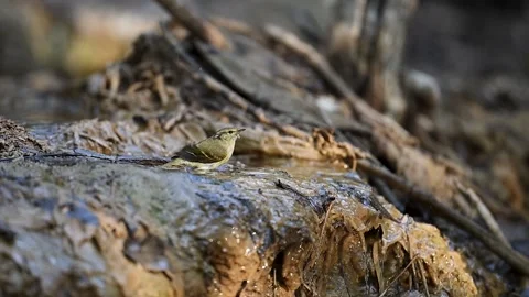 Lemon-rumped Warbler taking flight after a forest stream bath. Video stock 332379501
