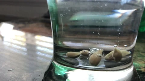 Lemon seeds in water Stock Footage 156006214