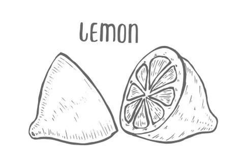 Lemon set Hand drawn Stock Illustration
