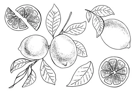 Lemon set. Isolated on white background. Hand drawn vector illustration. Retro Stock Illustration