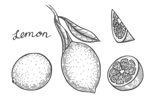 Lemon set vector Иллюстрация