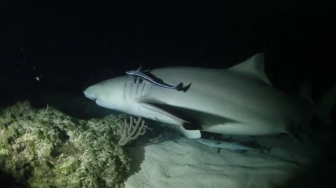 Lemon Shark brushes by camera at night Stock Footage 65731665