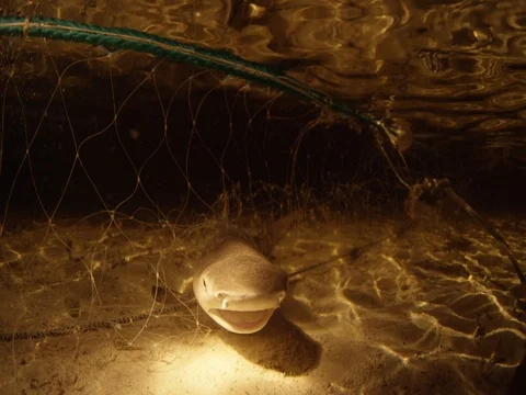 Lemon Shark caught in Gillnet 2 Stock Footage 77166558