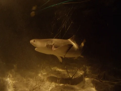 Lemon Shark caught in Gillnet Stock-Footage 77165817
