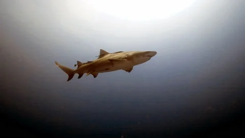 Lemon shark in Florida waters Video stock 137598308