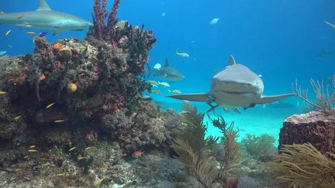 Lemon shark Stock Footage 94399677