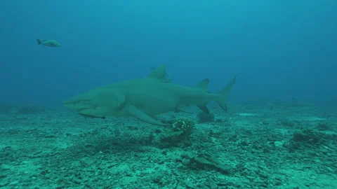 Lemon Shark Stock Footage 148148920