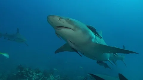 Lemon Shark passes camera Stock Footage 126115404