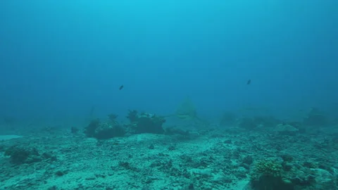 Lemon Shark swimming at camera Stock Footage 148147240