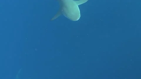 Lemon shark swims below camera and circles around in the light and bubbles Stock Footage 136535944