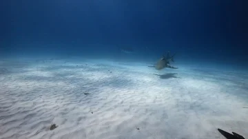Lemon Shark  Underwater 库存影片 86138017