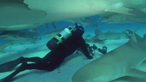 Lemon sharks and diver Stock Footage 126220159
