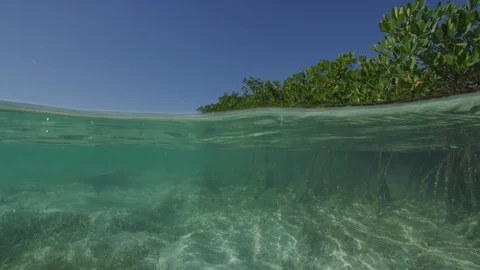 Lemon sharks and mangrives split shot Stock-Footage 129785939