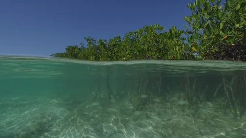 Lemon sharks and mangrives split shot Stock-Footage 129786256