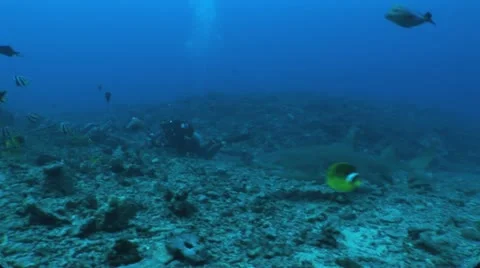 Lemon Sharks Stock Footage 10856981