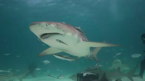Lemon sharks over sandy ocean floor getting close in tropical clear water Stock Footage 92981047