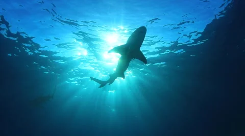 Lemon Sharks in the sun Stock Footage 65763549