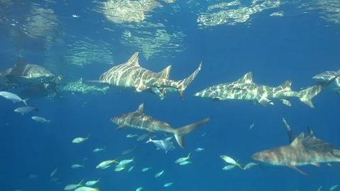 Lemon Sharks at the surface 스톡 동영상 126220310