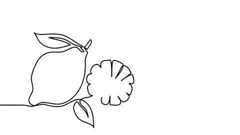 Lemon single line animated illustration. One continuous self drawing line Stock Footage 301601619