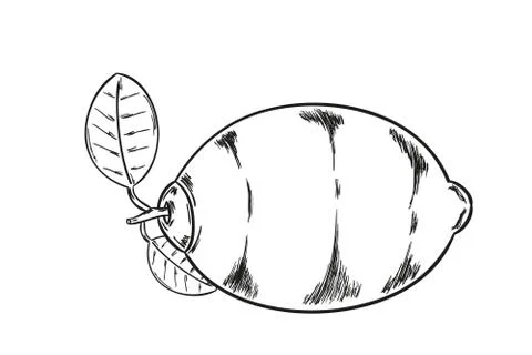 Lemon sketch 스톡 일러스트