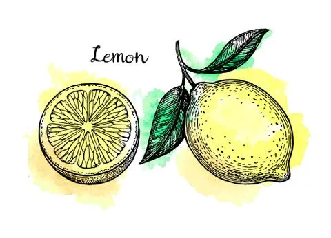 Lemon sketch set. Stock Illustration