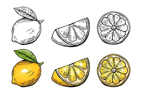 Lemon sketching kit, etching and black and white line. Color. Fruit vector .. Stock Illustration