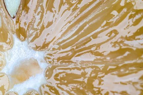 Lemon slice clipping path isolated on white background Stock Photos