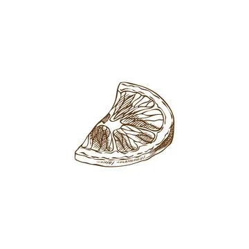 Lemon slice engraved hand drawn, tropical citrus fruit vector sketch, healt.. Illustrazione stock