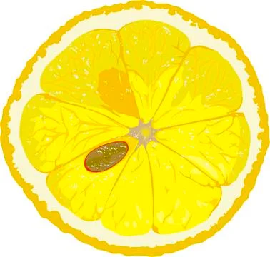 Lemon slice イラスト素材