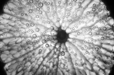 Lemon slice Stock Photos