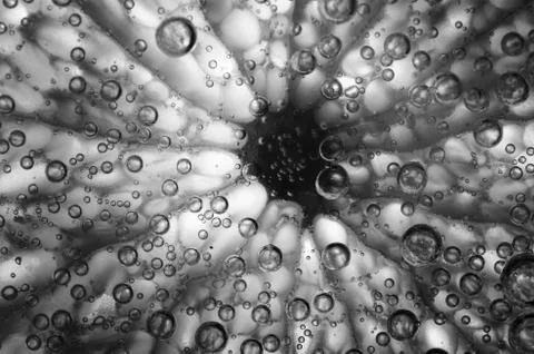 Lemon slice Stock Photos