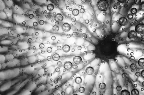 Lemon slice Stock Photos