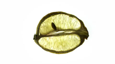 Lemon slice on a white backdrop Stock Footage 65225144
