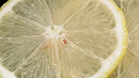 Lemon slices close-up. 4K video . Citrus fruit. Видео 140813096
