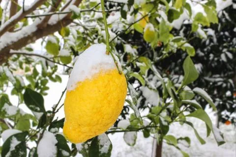 Lemon in the Snow Stock Photos