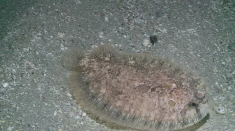 Lemon sole 2 스톡 동영상 12420609