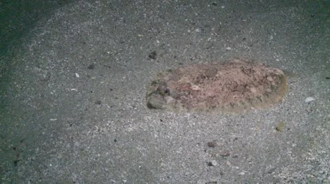 Lemon sole 3 Stock-Footage 12420494