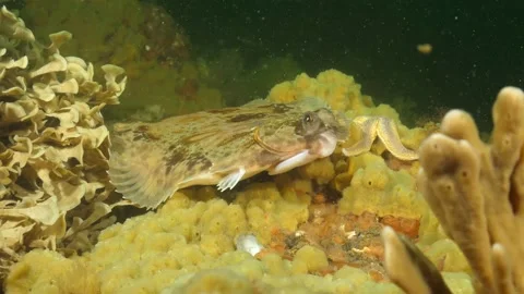 Lemon sole (Microstomus kitt) Stock Footage 130530671
