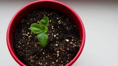 A lemon sprout in a red pot. Stock Footage 152573371