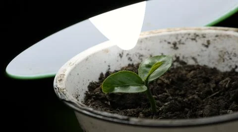Lemon sprout under table lamp close-up Stock Photos