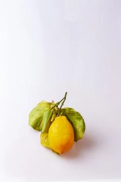 Lemon with stem Stock Photos