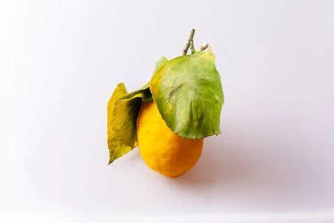 Lemon with stem Stock Photos