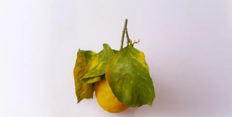 Lemon with stem Stock Photos