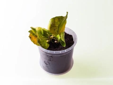 Lemon with stem Stock Photos