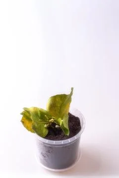 Lemon with stem Stock Photos